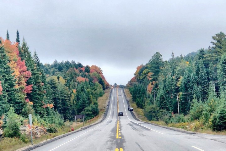 a train traveling down train tracks near a forest