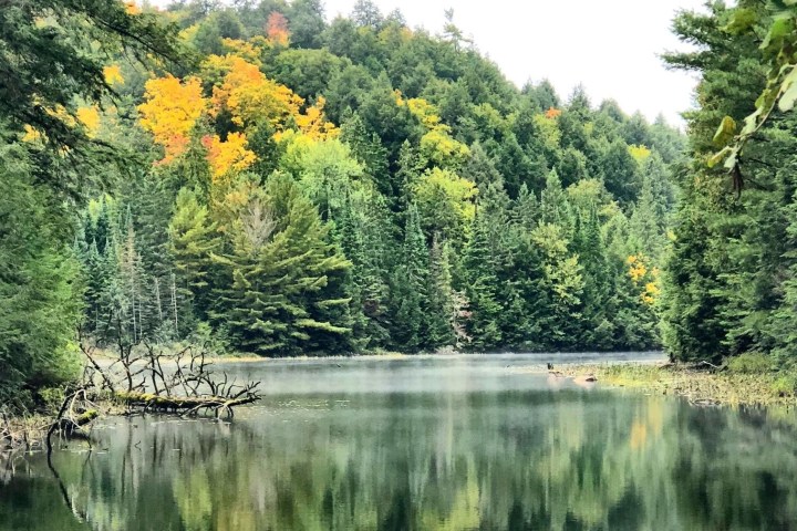 a body of water surrounded by trees