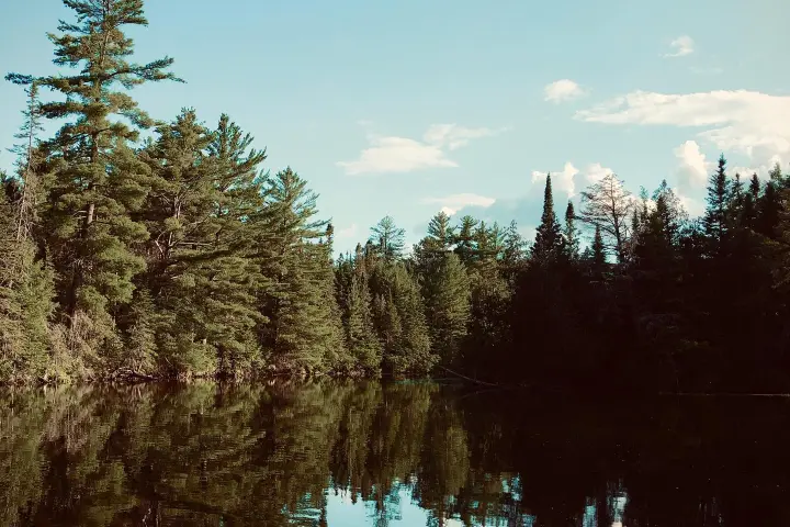 a tree next to a body of water
