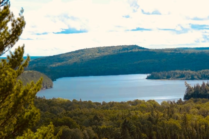 a tree next to a body of water with a mountain in the background
