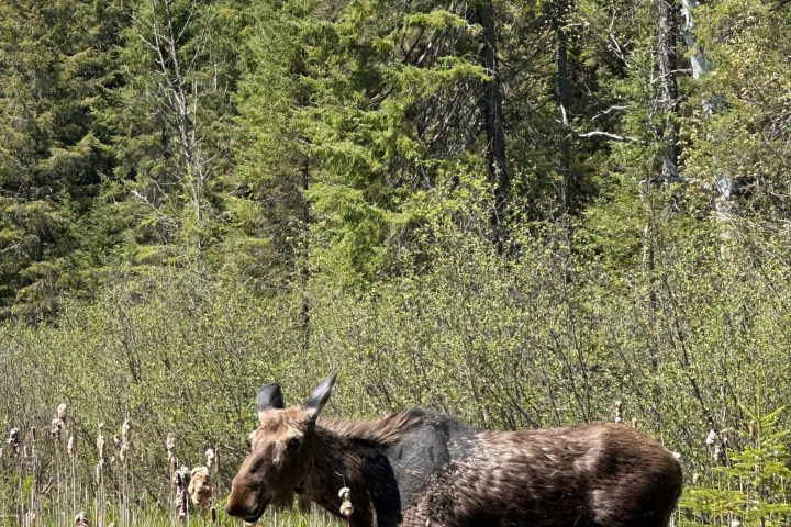 A moose standing in tall grass with a forest background under a partly cloudy sky.