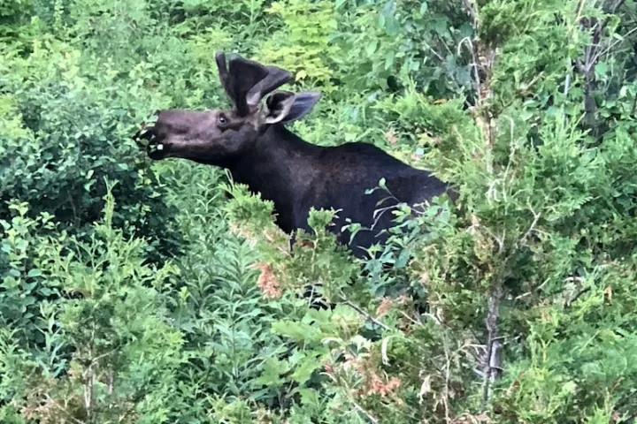 a brown bear walking across a lush green forest