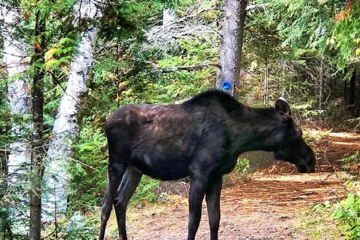 a brown horse standing next to a forest