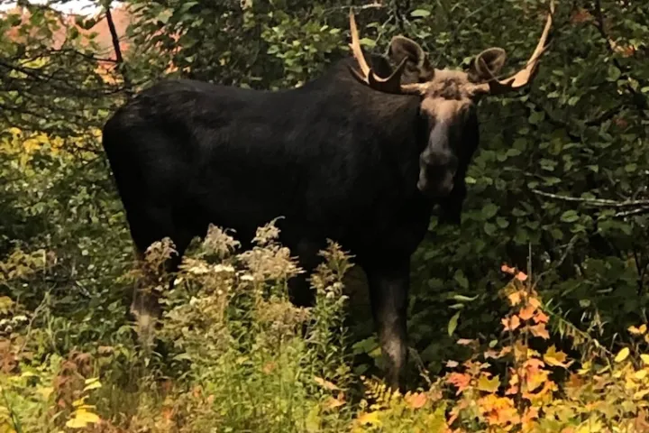 a cow is standing in the grass