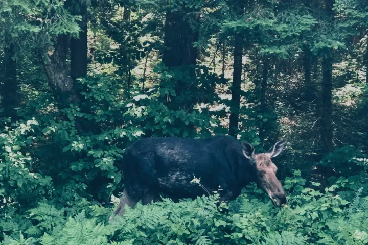 a cow standing on top of a lush green forest