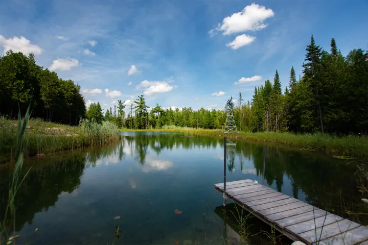 a bridge over a body of water surrounded by trees