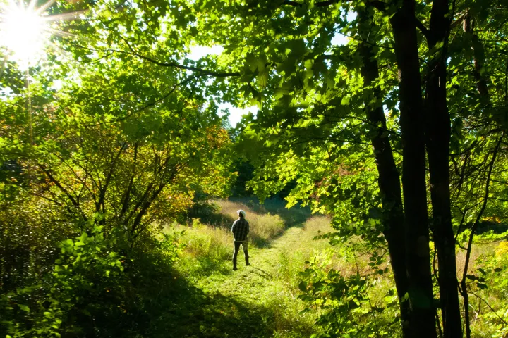 a person standing on a lush green forest
