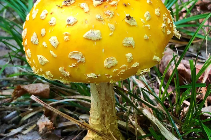 a close up of a garden