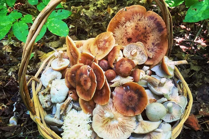 a close up of some grass