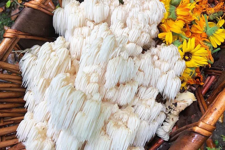 a group of colorful flowers