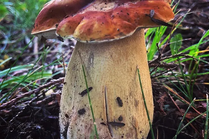 a bird sitting on grass