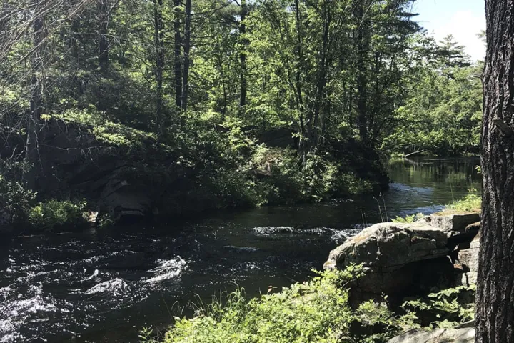 a river running through a forest