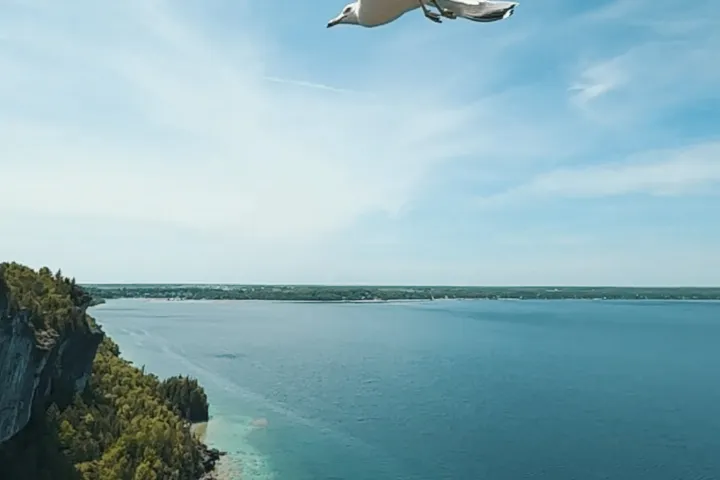a bird flying over a large body of water