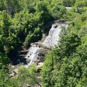 a large tree in a forest