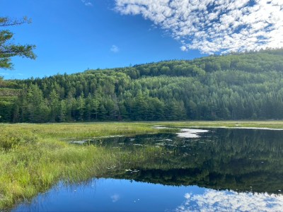 a body of water surrounded by trees