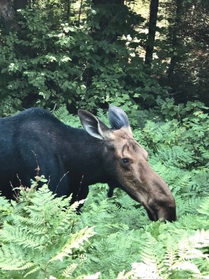 a cow standing in a forest