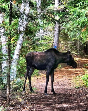 a brown horse standing next to a forest