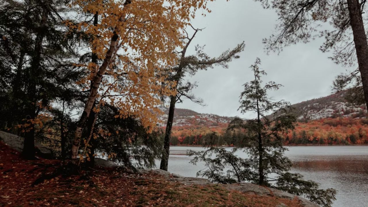 Peaceful lake view with autumn trees and rocky shore under overcast sky.