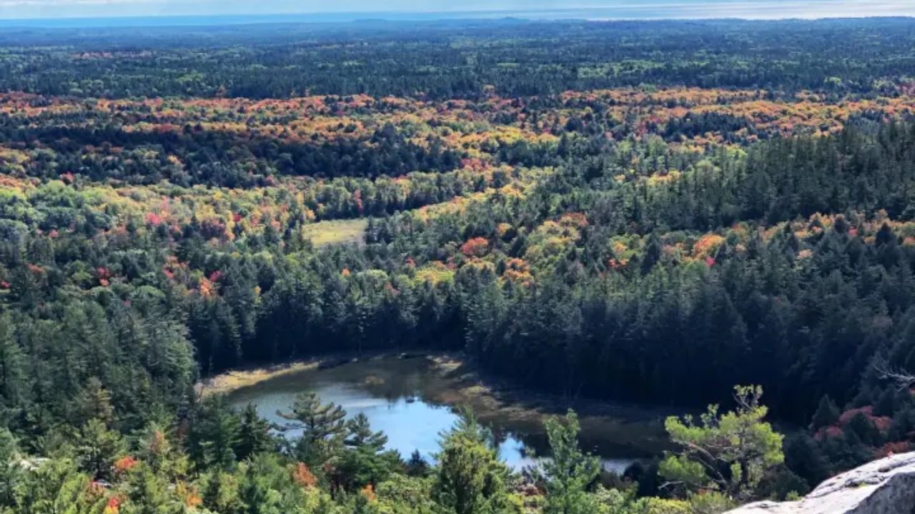Aerial view of a forest with autumn foliage and a small pond.