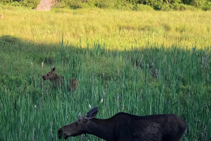 Moose grazing through tall marsh grass in a peaceful wetland.