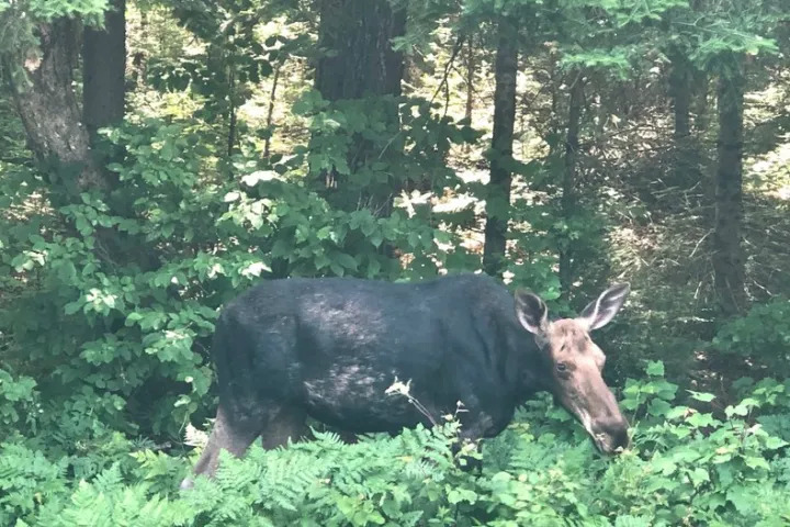 Moose standing among dense forest greenery and ferns.