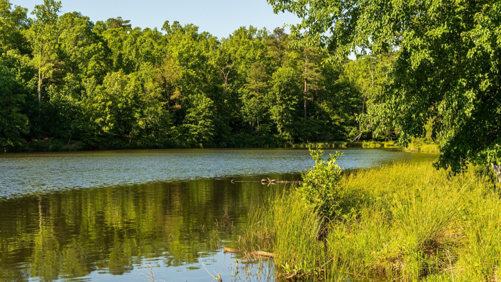 Peaceful forest lake surrounded by lush green trees in a conservation area.