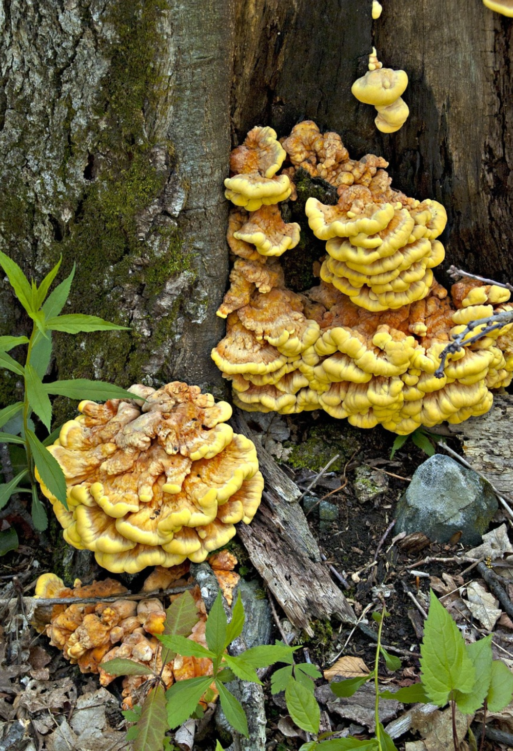 Bright yellow chicken of the woods shelf fungus growing on a tree trunk