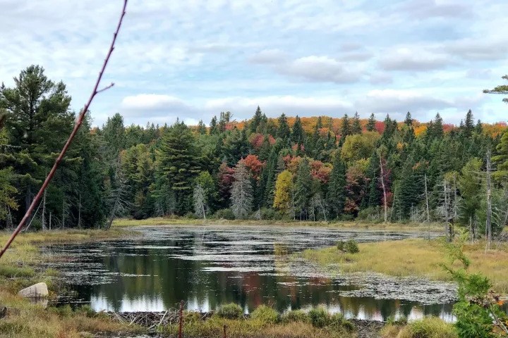 Calm forest pond in Algonquin Park with lily pads framed by colourful fall foliage and pine trees