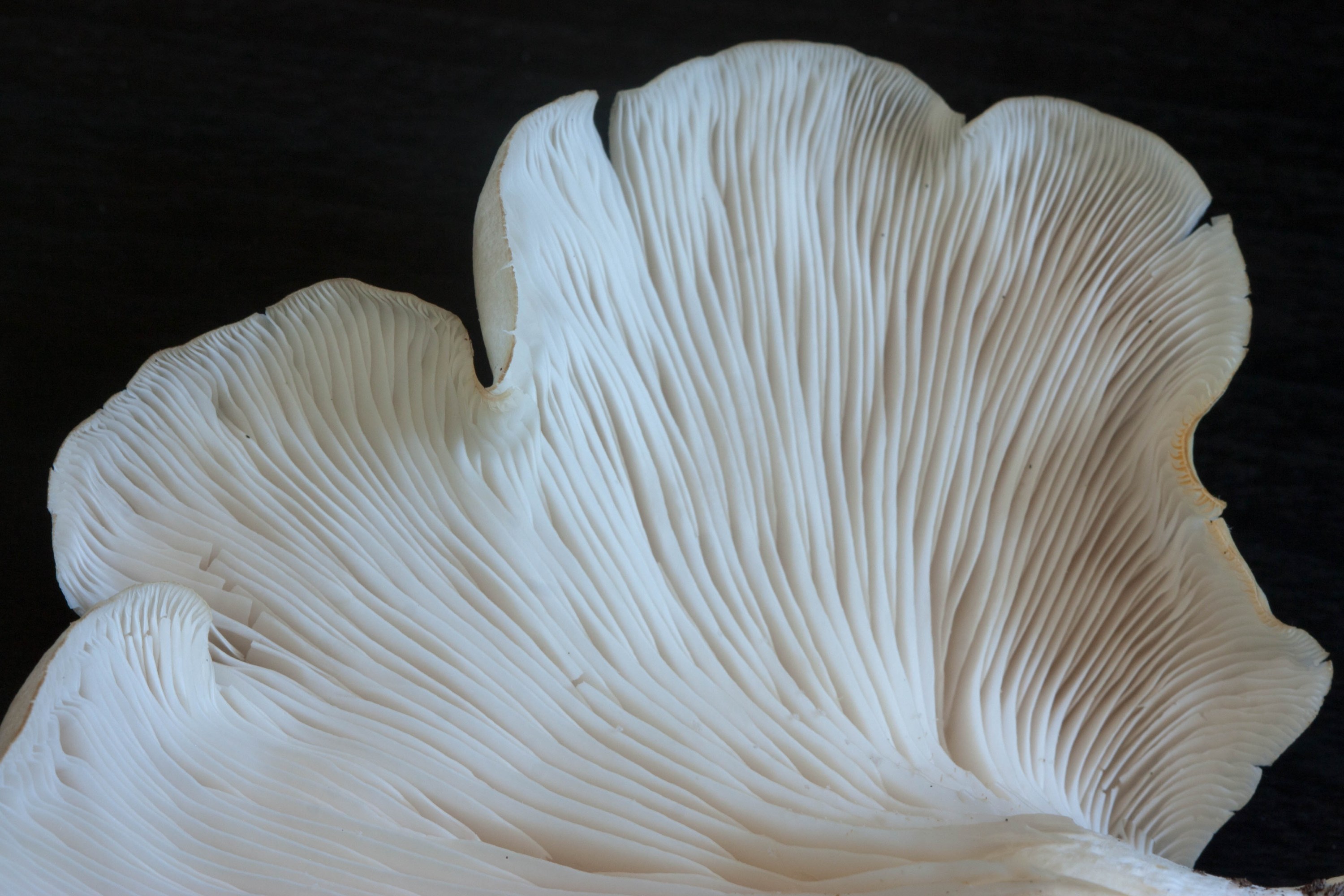 Detailed close-up texture of oyster mushroom gills underneath the cap