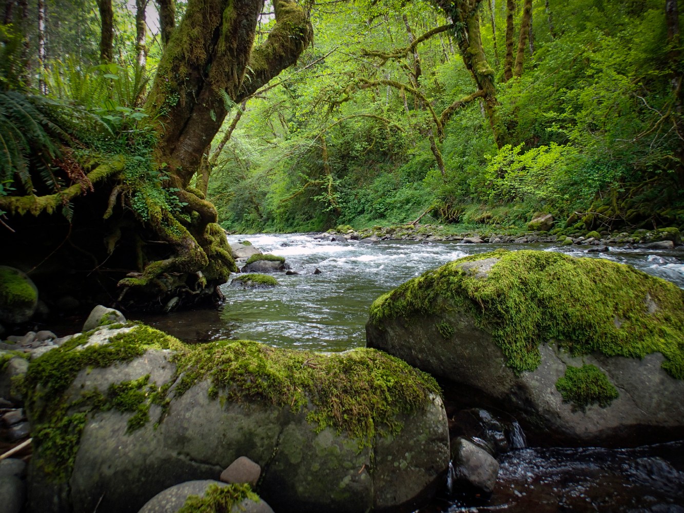 Moss-covered boulders and lush green trees along a flowing forest stream at Jones Creek