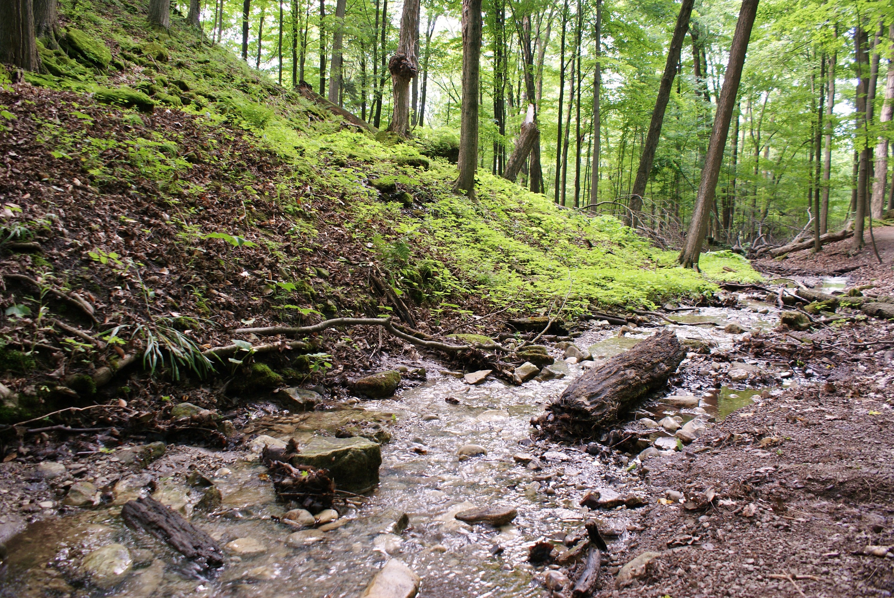 Shallow creek flowing through a quiet forest hiking trail.