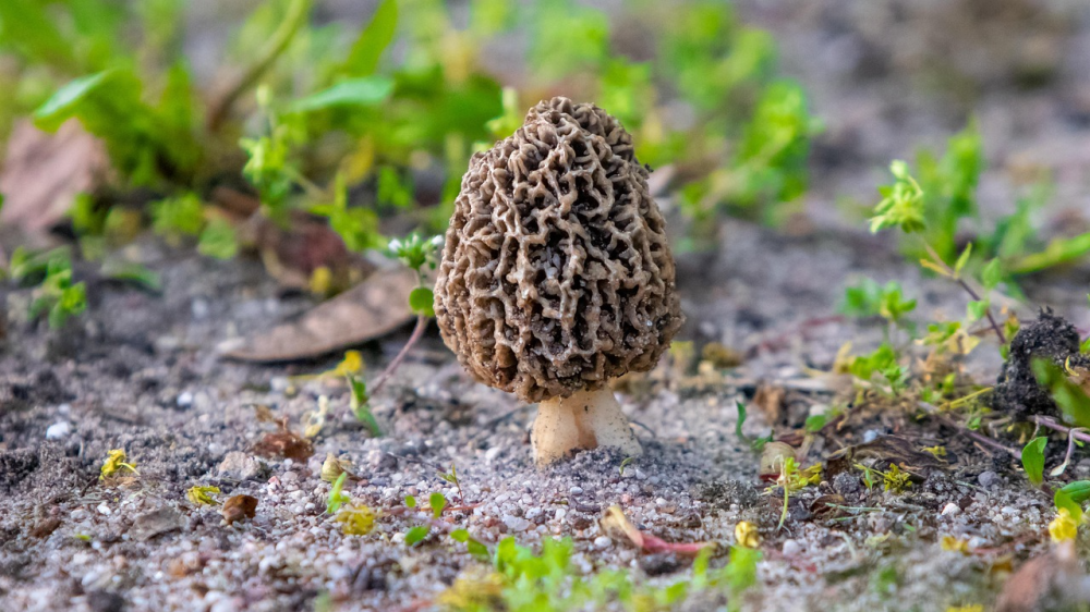 Single wild morel mushroom growing out of sandy soil and green moss