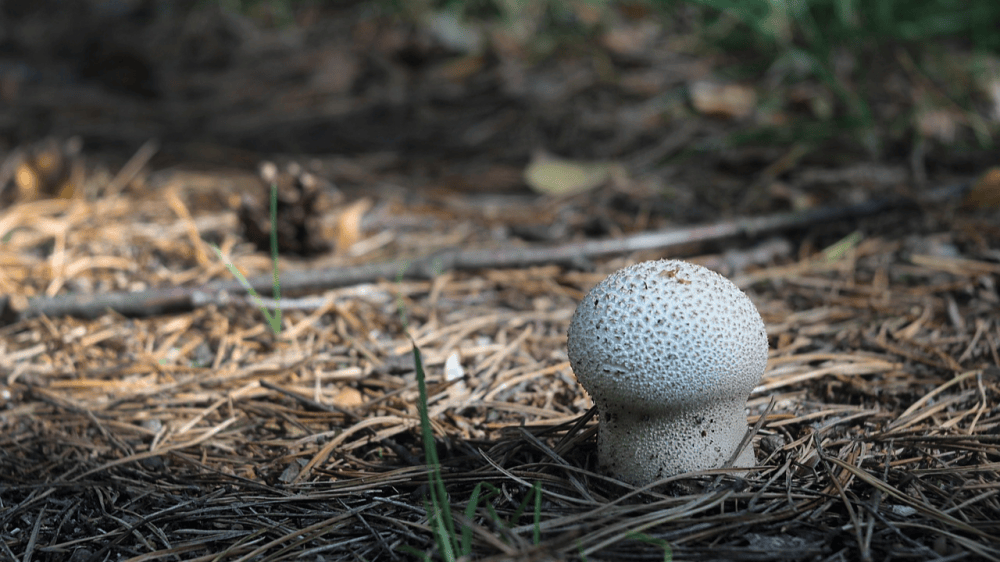 Small textured puffball mushroom growing on a bed of dry pine needles