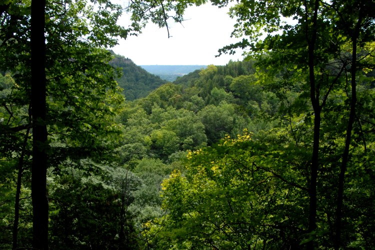 View of a dense green forest of Dundas Valley framed by trees.