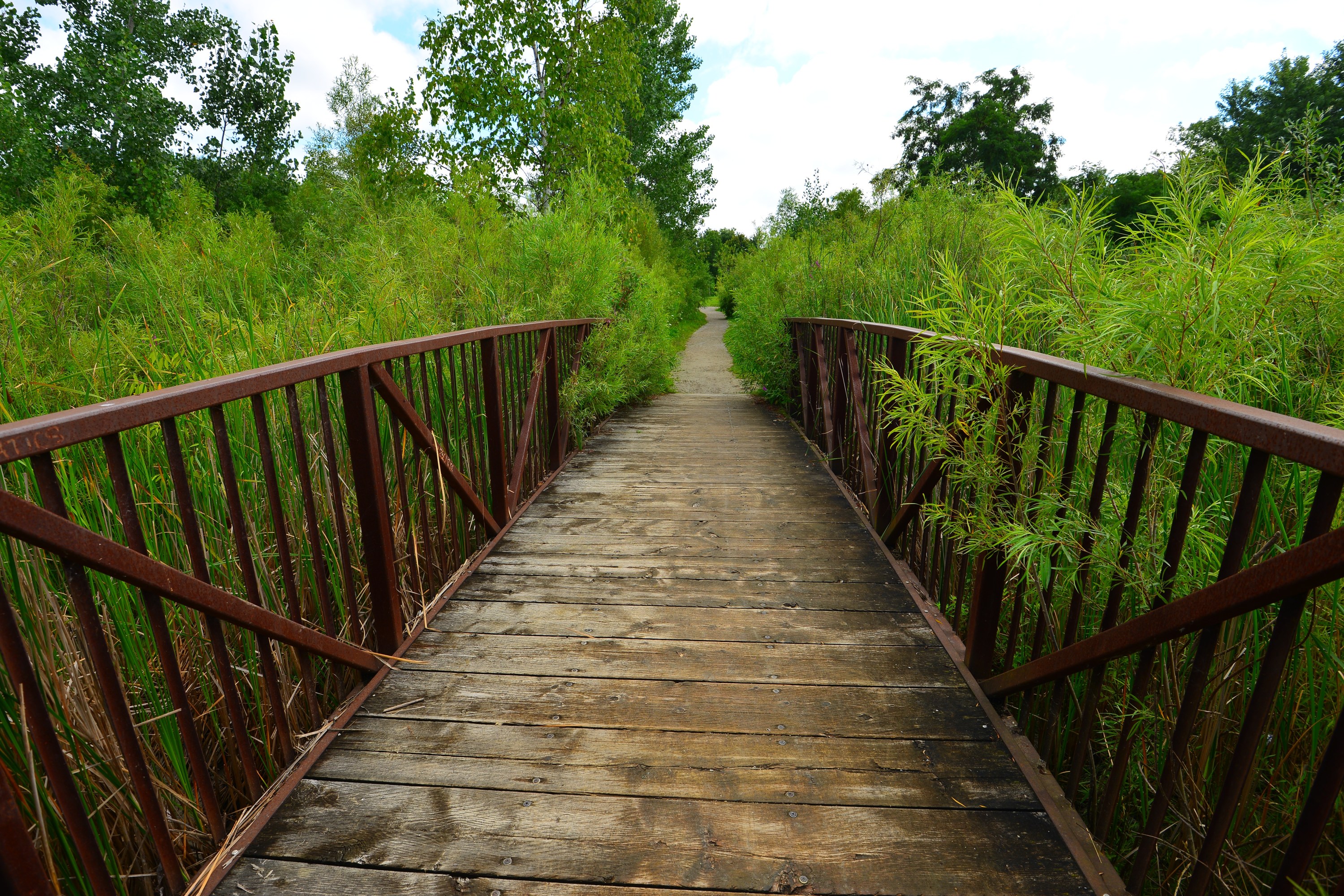 Wooden footbridge along a green nature trail of Scarborough Bluffs Trail.